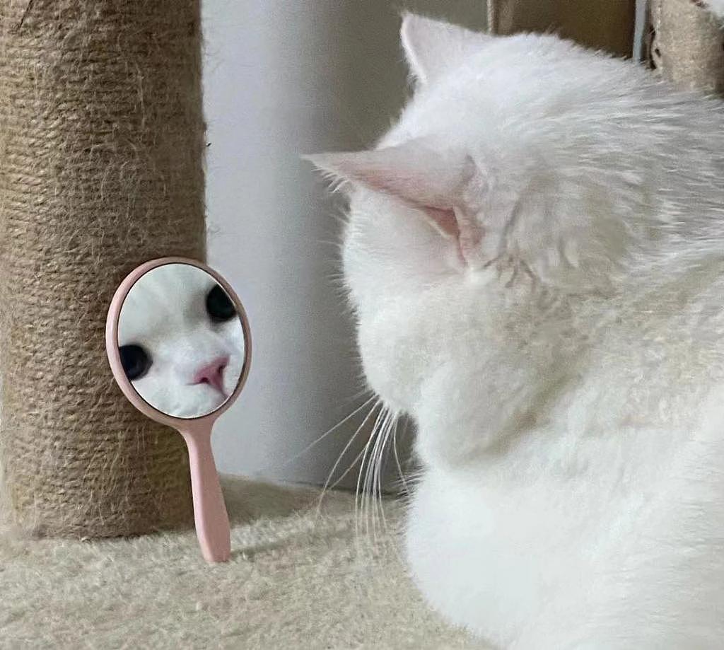 寻思一只猫能有多自恋，直到看到这只照镜子的猫 . - 3
