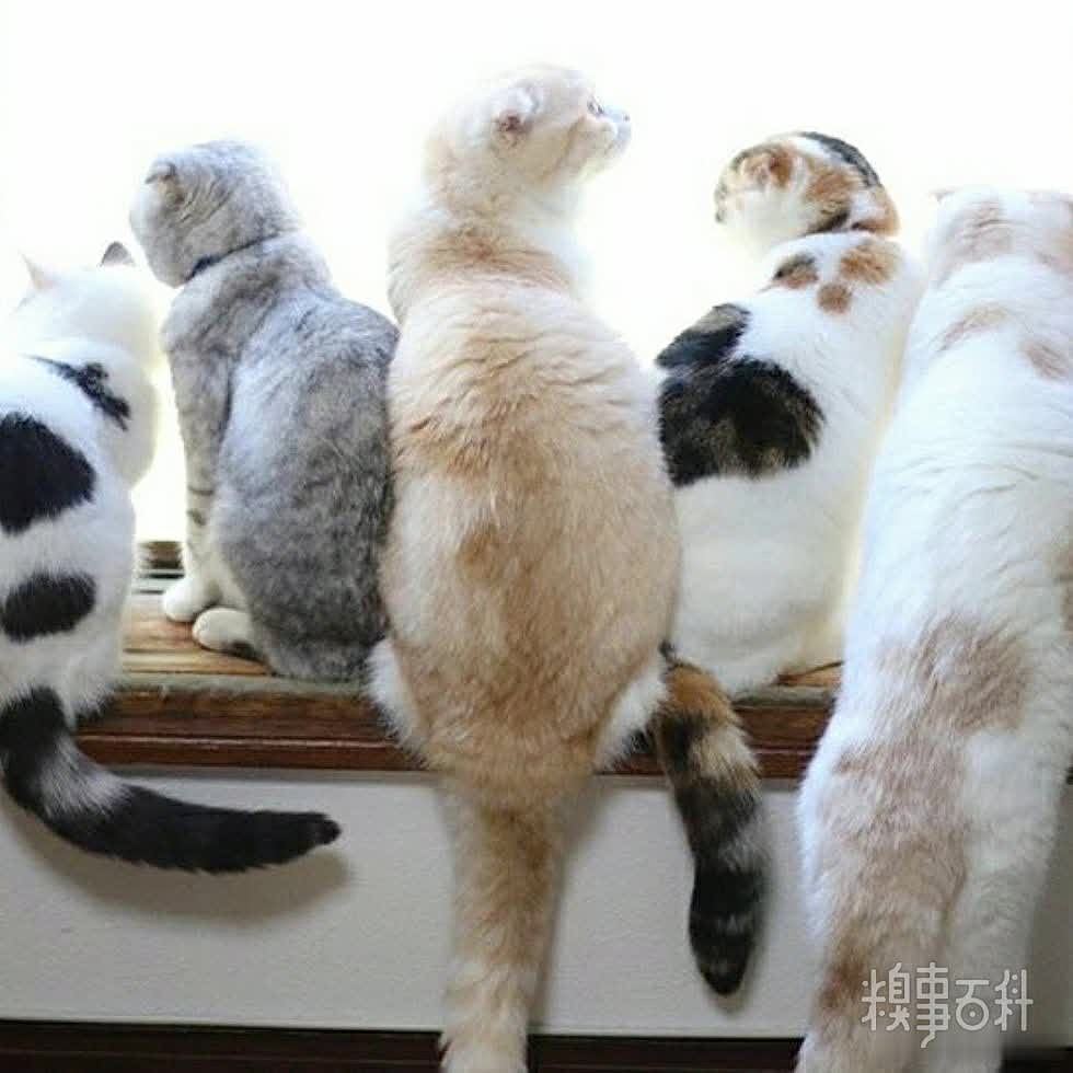 窗台上长满了猫，这样