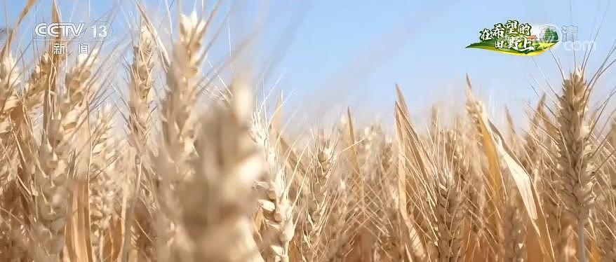 大国“粮”策｜各地推进绿色方式 力促小麦稳产提质 - 1