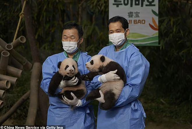 在韩国新出生的两只大熊猫幼崽快 100 天啦，拥有了名字 - 8
