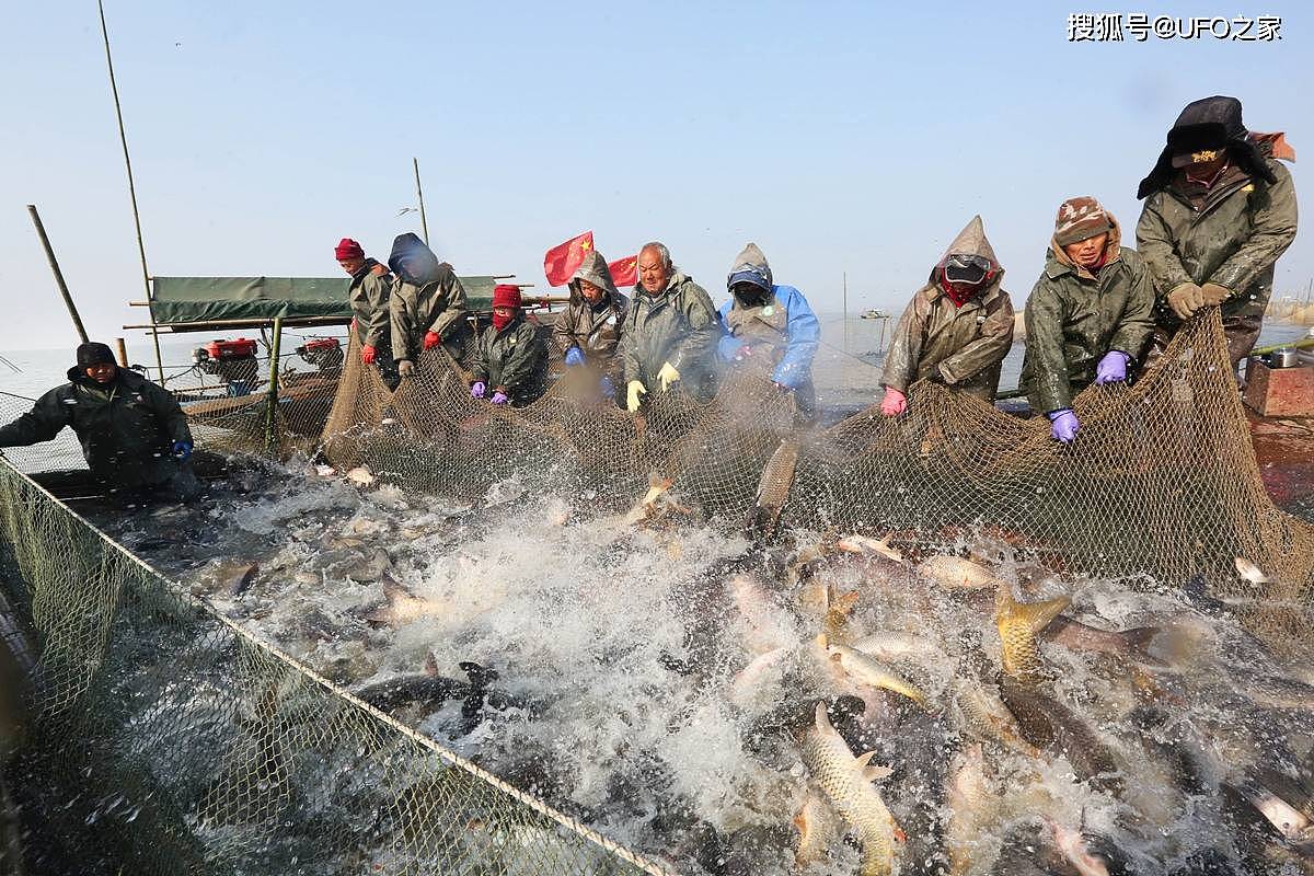 鱼群泛滥！湖北5湖计划捕捞1800万斤鱼，长江禁渔才3年为何开捕？ - 8
