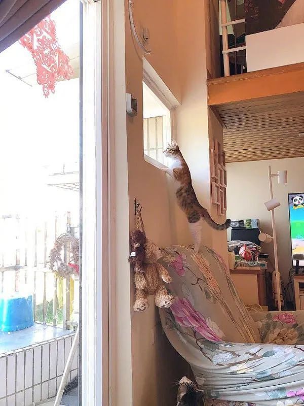 废弃的窗型冷气洞，拿来改造成猫咪观景窗后，猫猫超爱的 - 6