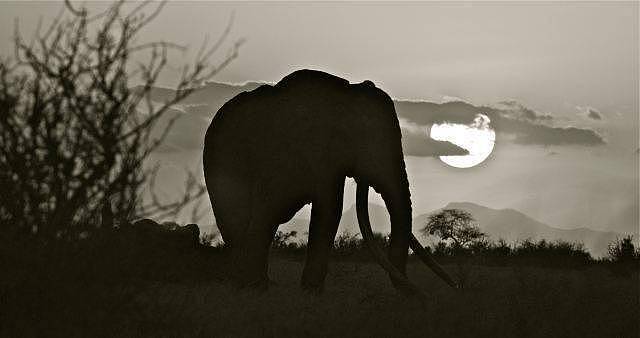 曾经有只大公象，象牙长到能搁在地上……直到盗猎者发现了它 - 9