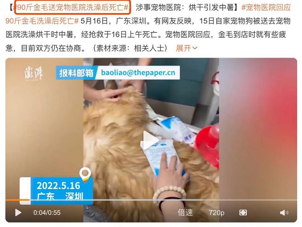 又一只金毛因洗澡死在宠物店，店家逃卸责任的理由太无耻了！ - 13