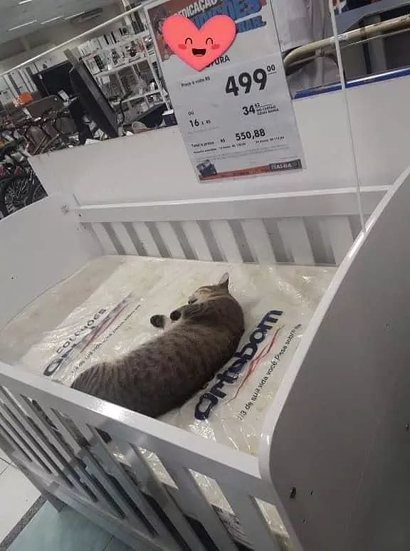 网友去超市买婴儿床，去发现上面有一只猫在睡觉，还有价格！ - 2