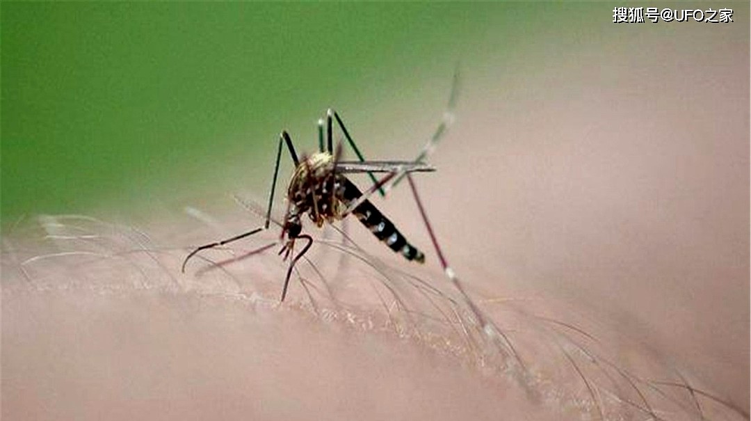 每年超百万人次因蚊子死于疟疾，若使蚊子灭绝，会破坏生态吗？ - 2