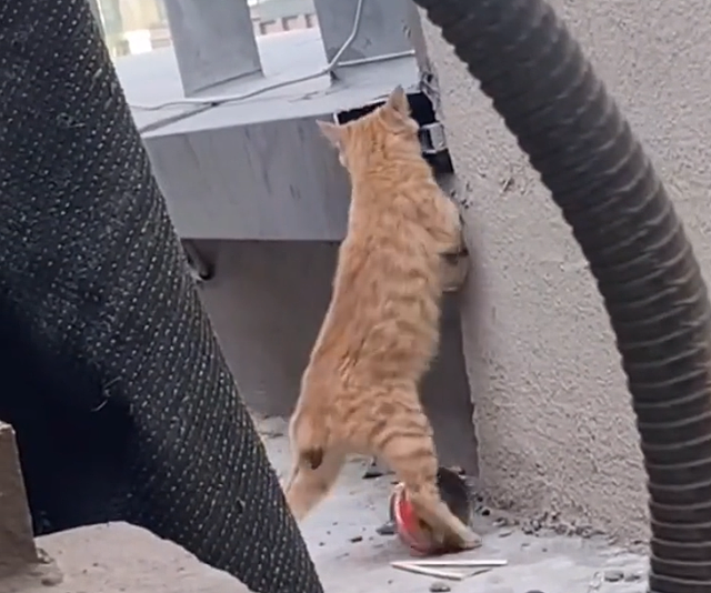 发现一只断尾橘猫，它渴望被爱，但又怕被伤害的样子，太让人心疼 - 4