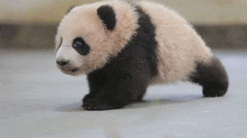 曾有个女人将活体大熊猫走私出中国，海关登记：携带哈巴狗一只 - 17