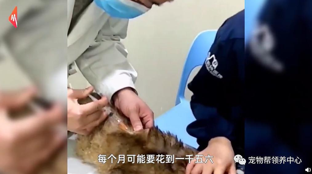 保安收养 7 只生病流浪猫上了热搜，和打死流浪狗的保安一对比，差距太大了 . - 16