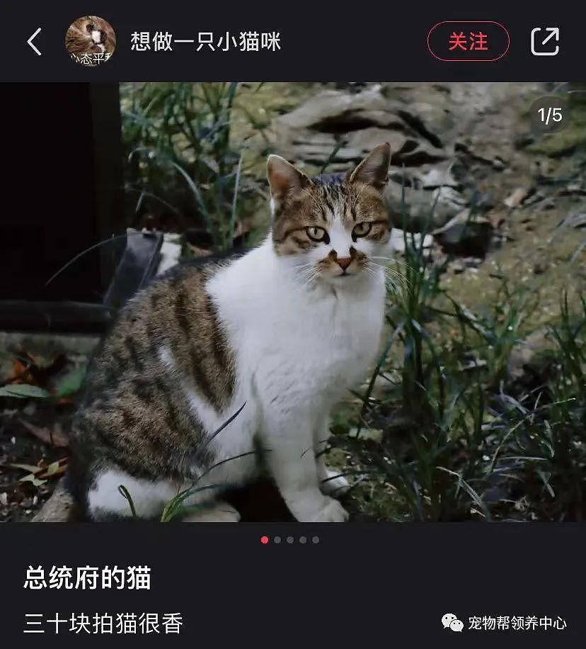 南京总统府曾征集流浪猫捕鼠，说它们是“镇府之宝”，如今却不管猫咪死活了？ - 8