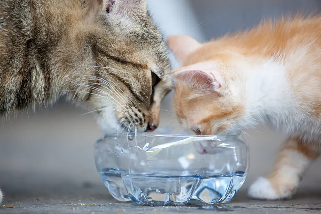 猫护 | 不爱喝水的猫让铲屎官发愁，那猫咪突然频繁喝水就是好事吗？ - 2