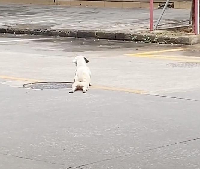 狗子拖着后肢过马路，路人以为是残疾心疼落泪，可下一秒…哈哈！ - 3