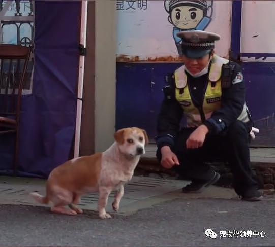 流浪狗风雨无阻陪交警站岗，2 年后终于获得“编制”，狗狗：努力是有回报的！ - 17