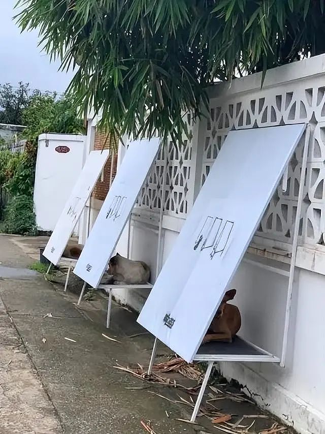 泰国街头流浪猫狗的“庇护所”，这样的设计好棒 - 2