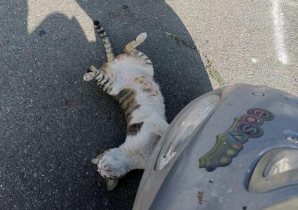 猫咪躺倒在后车轮下，以为车祸现场，真相好笑又暖心 ~ - 5