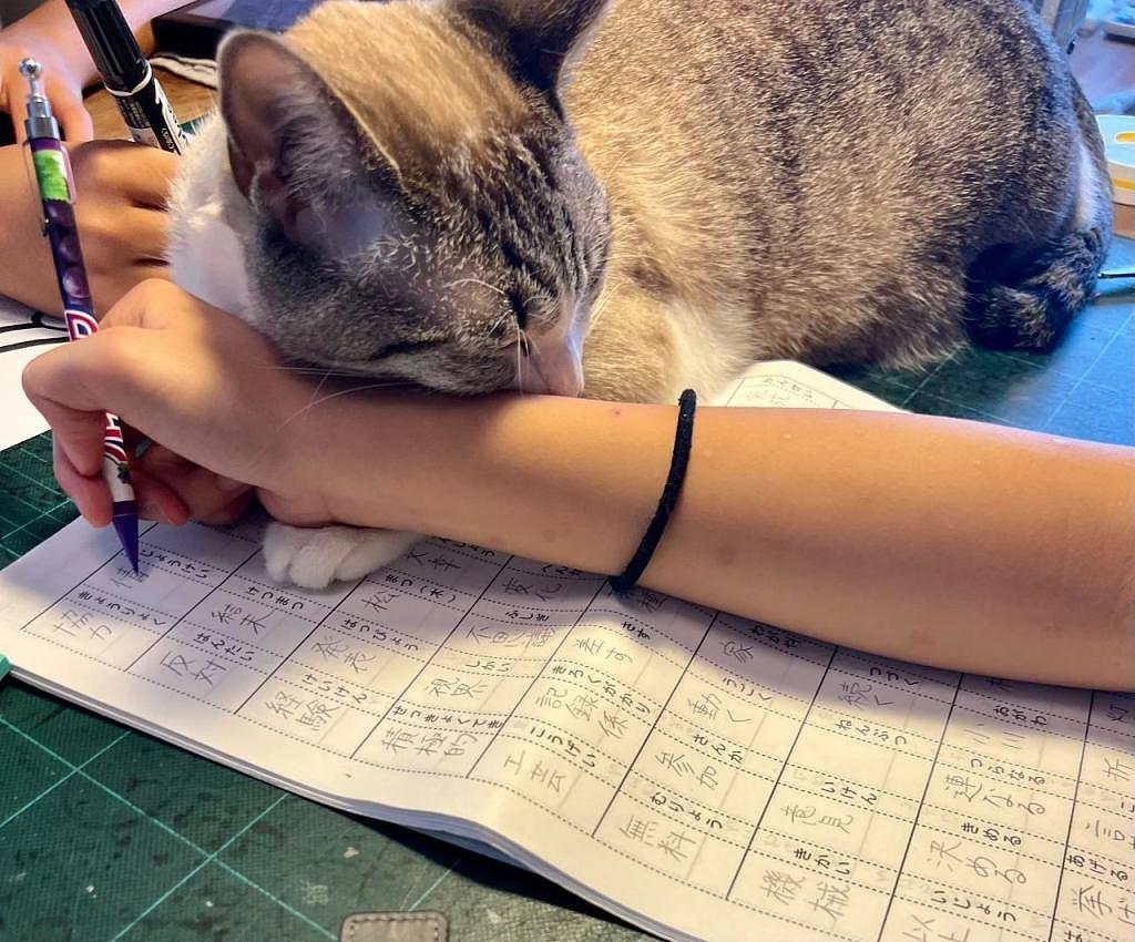 作业写一半，手却被猫主子当靠枕睡着了，不敢动！根本不敢动！ - 1