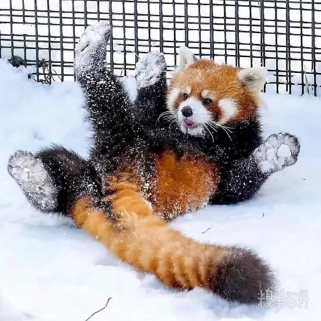 在雪地里玩雪的小熊猫