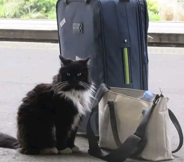 小奶猫在车站等妈妈，却被人类“套路”了11年，脏活累活全是它……太惨了哈哈哈！ - 4