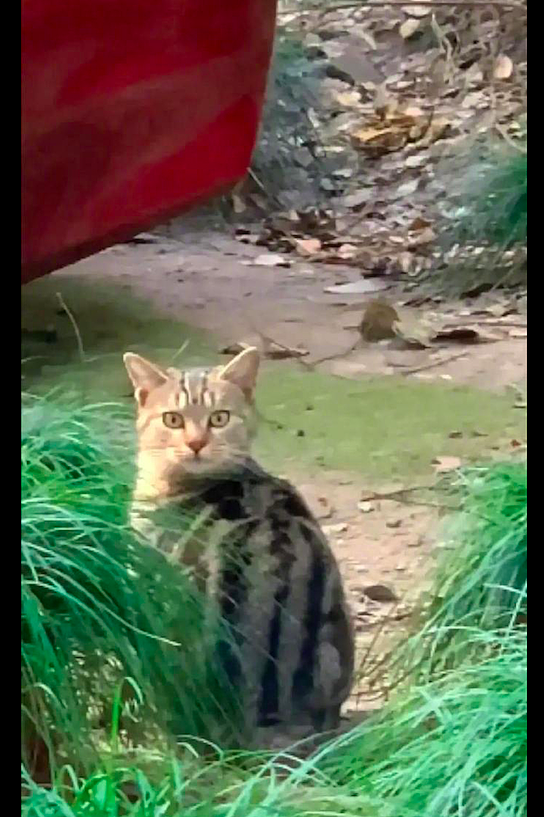 不远处发现有一个大西瓜，走近才看清原来是只猫咪，也太像了吧！ - 3