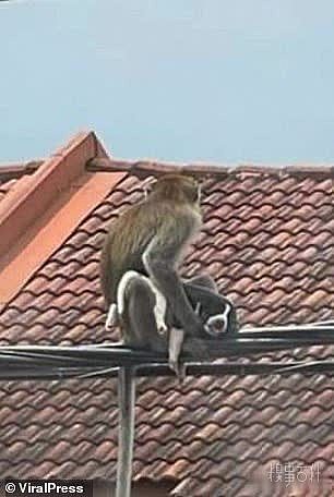 马来西亚一只野猴子“