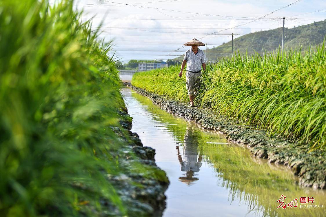 Co-cultivation of rice and frogs succeeds in central China's Hunan Province - 2