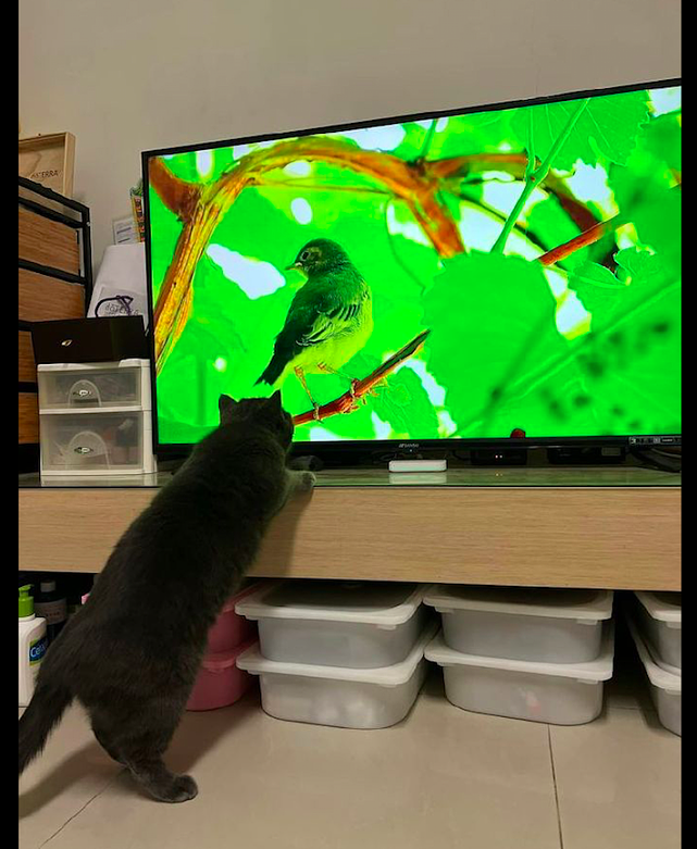 电视机里正在播动物世界，猫咪跑到跟前瞪着看，好怕它会冲上去！ - 1