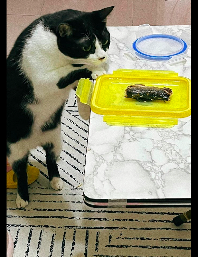 网友吃东西中途去了厕所，回来就发现食物被猫偷吃了，小馋嘴呀！ - 2