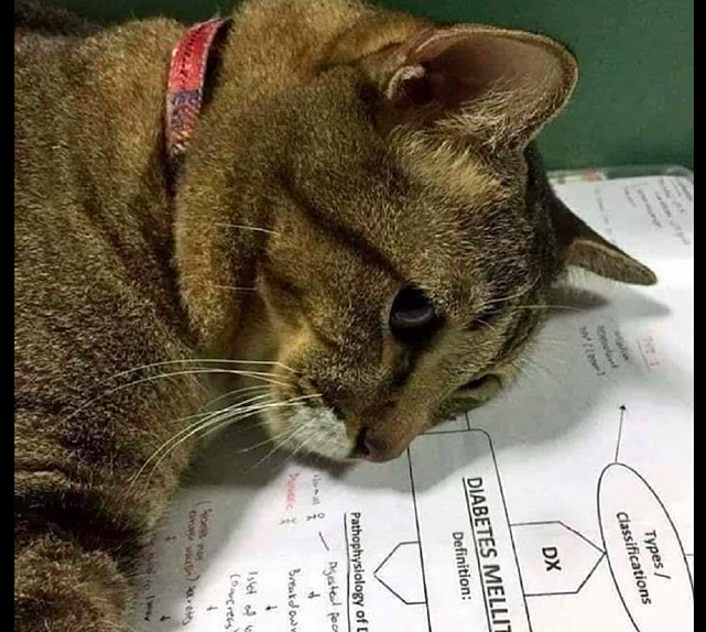 猫咪趴在主人的作业本上，一脸生无可恋的表情：这题好难，我不会 - 2
