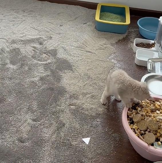 主人出门几天，给猫准备了一整盆猫粮冻干、满地猫砂，猫：我最后一餐吗？ - 2