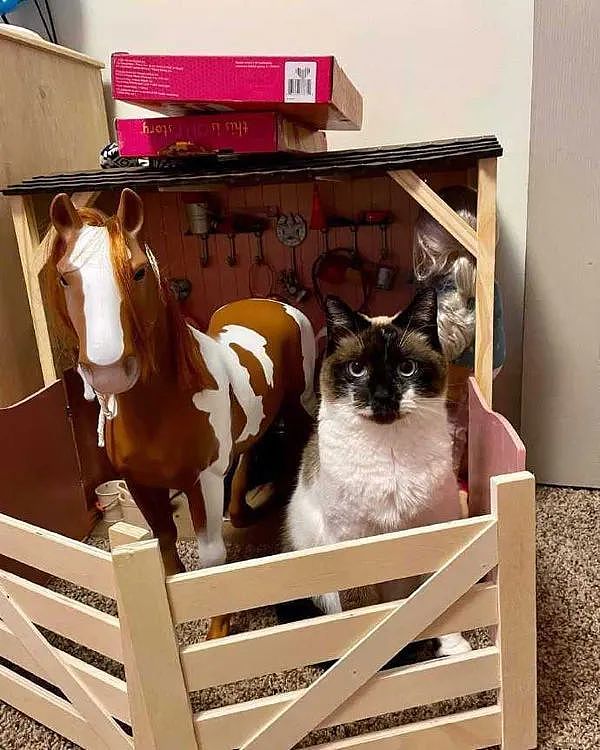 一进房间开灯，就发现猫待在女儿玩的马厩玩具里，把自己当马？ - 1