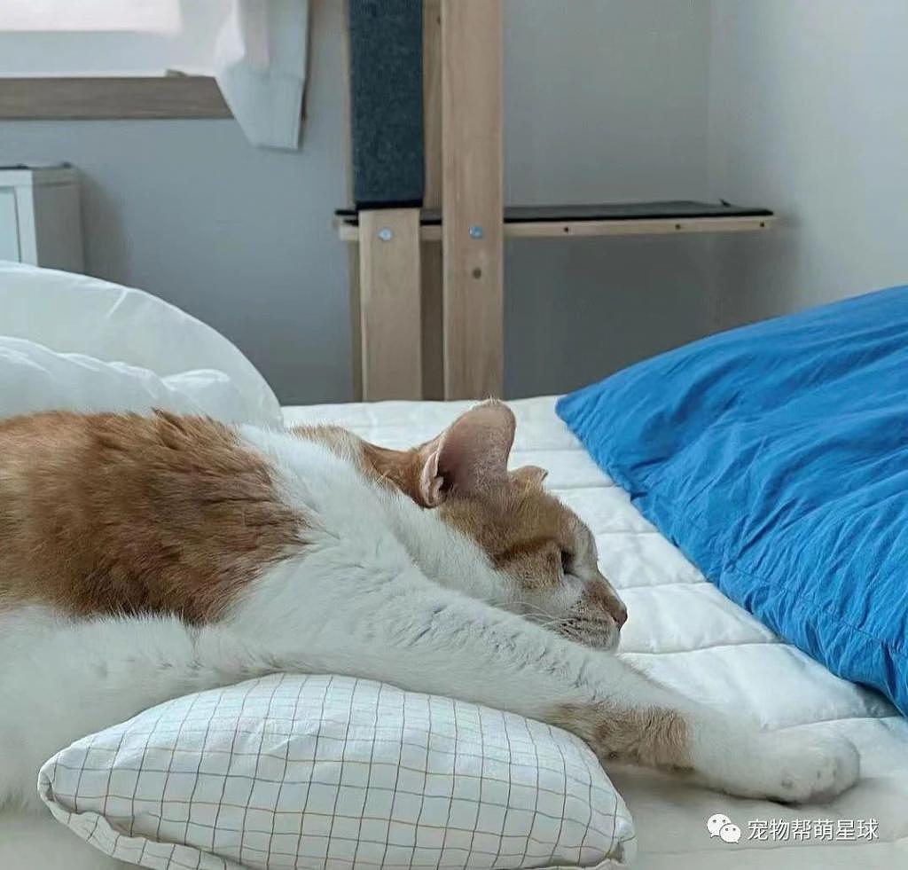 这只猫努力保持清醒的亚子，像不像早起不想上班的你？ - 1