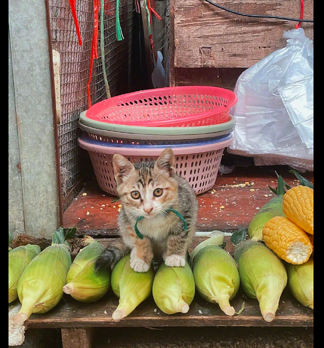 猫咪在菜摊前帮主人卖玉米，面对众人面不改色：只卖玉米不卖身！ - 2