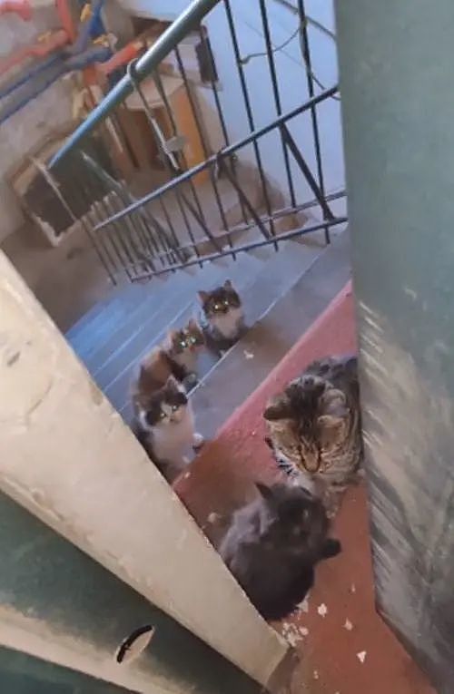 母猫带着4个孩子找上门，一点要走的意思都没：你看着办吧 - 1