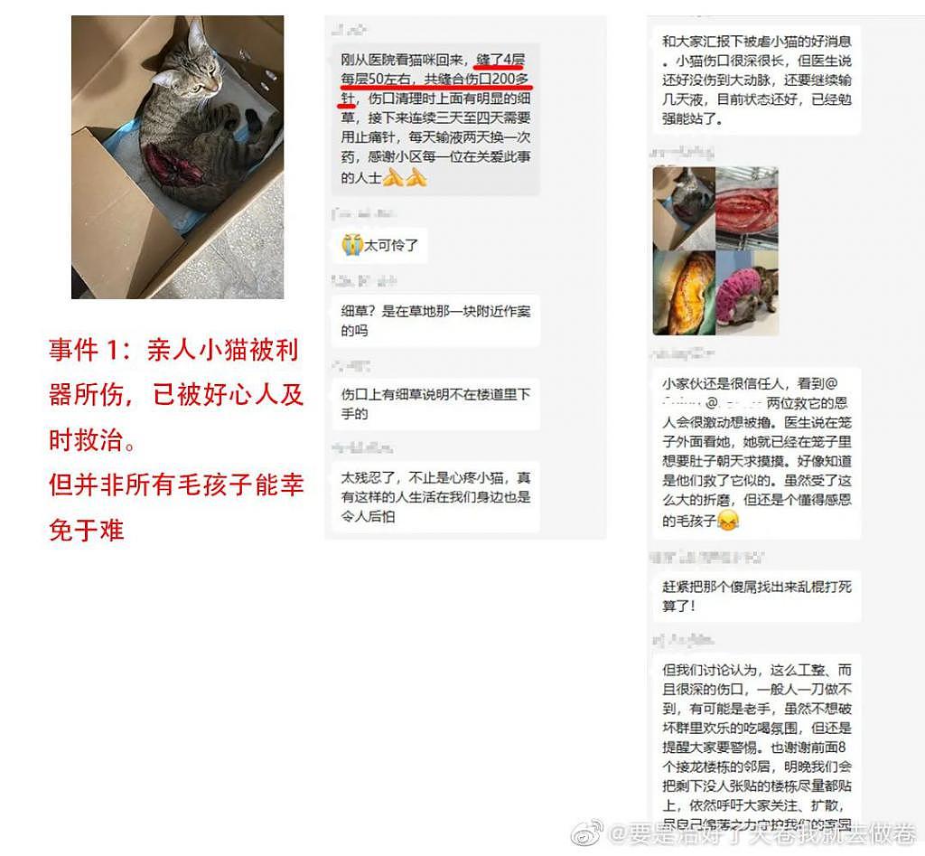 上海惊现“连环杀猫男”，数十只猫咪惨死，谁来为它们发声？ - 4