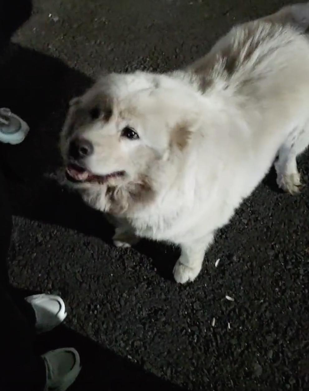 网友黄山旅游遇见可爱萨摩耶，狗狗把他们带到了自家饭店，耶耶：我今天的 KPI 完成了！ - 1