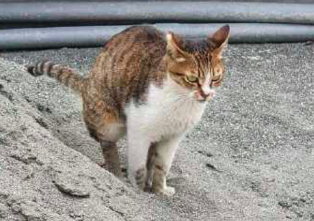 猫咪跑到了建筑工地上，然后把土堆当成了巨型猫砂盆，真奢侈呀！ - 3
