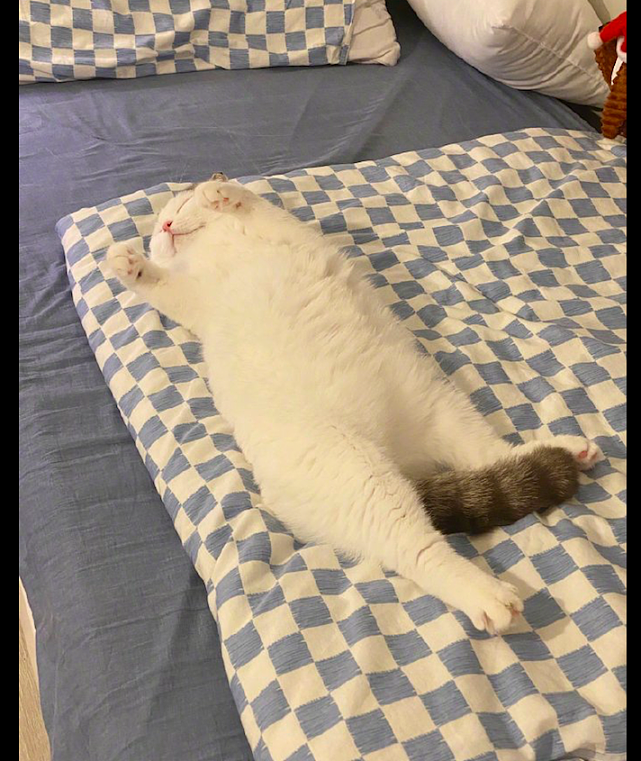 猫咪躺在主人的床上睡觉，四脚朝天躺着像个玩偶，也太可爱了吧！ - 3