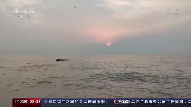 全程回顾！中国首次成功救助大型抹香鲸，有“鲸”无险！ - 7