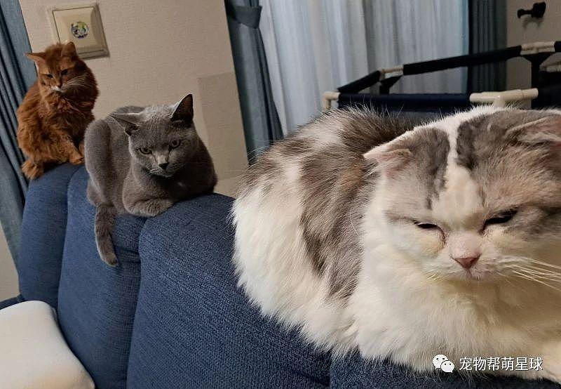 网友家惊现“猫猫虫”，它躺桌下惬意熟睡，可爱到懵圈！ - 1