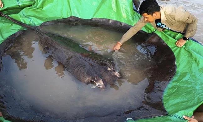 柬埔寨村民在湄公河捕获全球最大淡水鱼：重 300 公斤 - 1