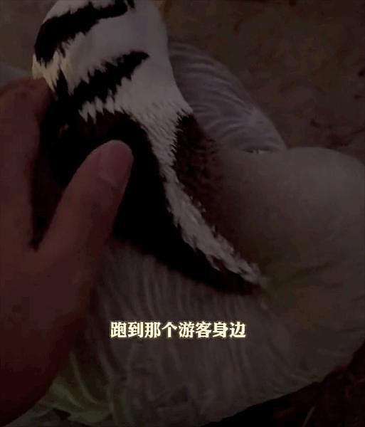 网红斑头雁被游客踢死，理由是它吓到了孩子 ... 动物成为网红，还是害了它们 - 4