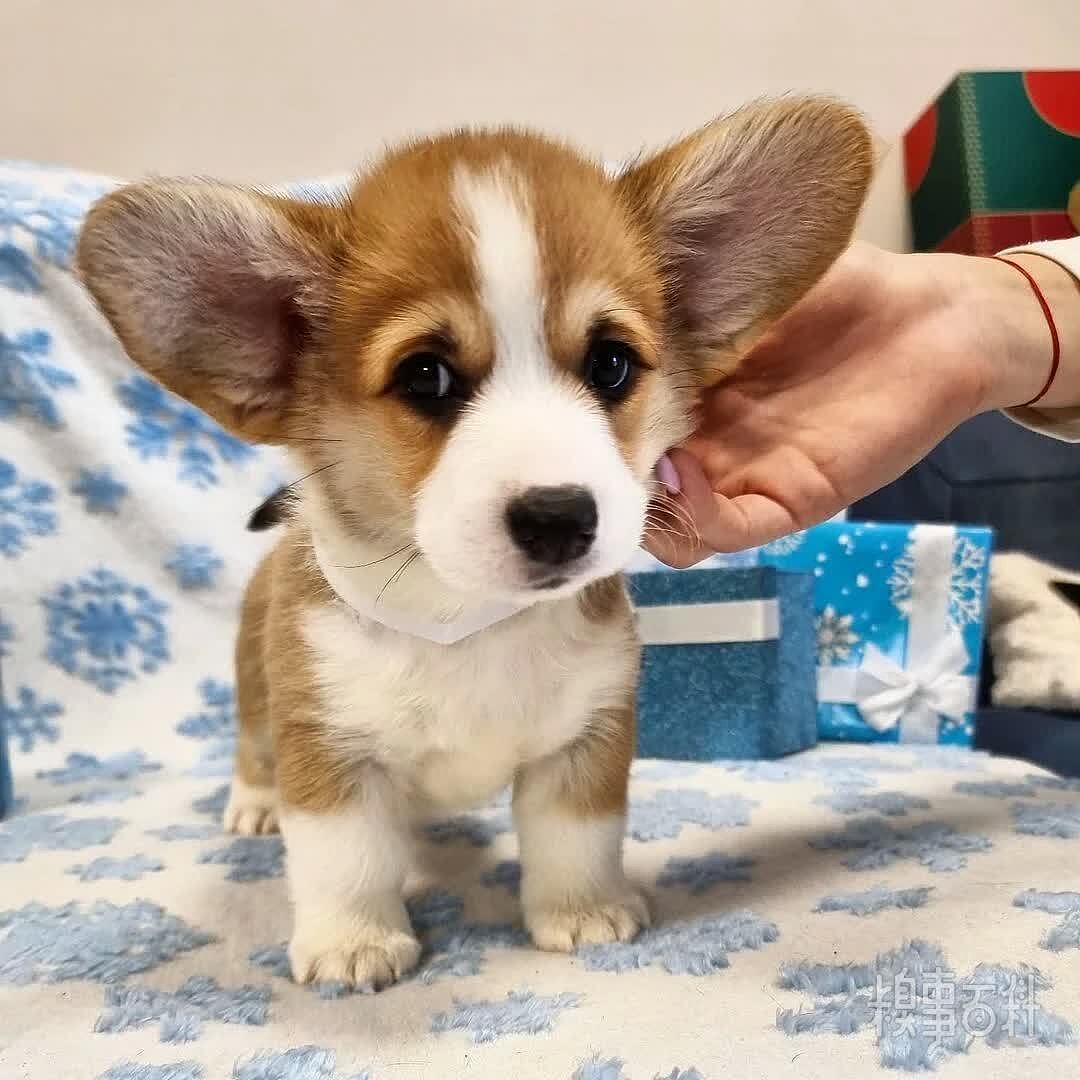 我叫图图，是一只大耳