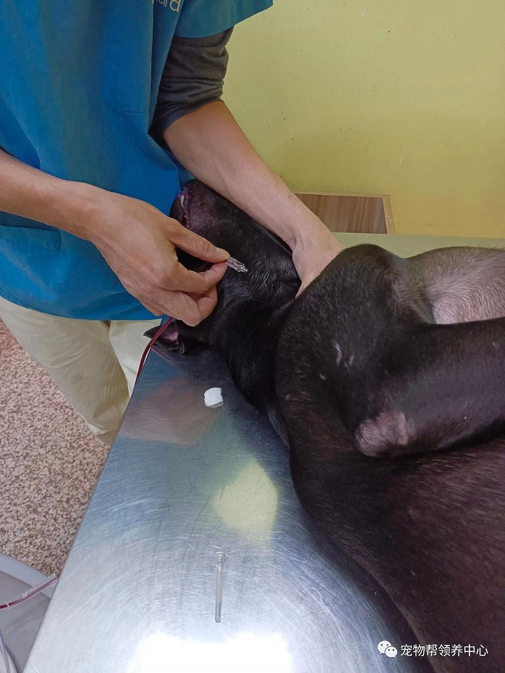 狗狗为救同伴献血，看到它以前经历，众人感动，爱会传递 ~ - 5