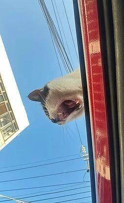刚停好车就来了只流浪猫趴车顶，抬头吓一跳，它却自来熟的想进车！ - 5