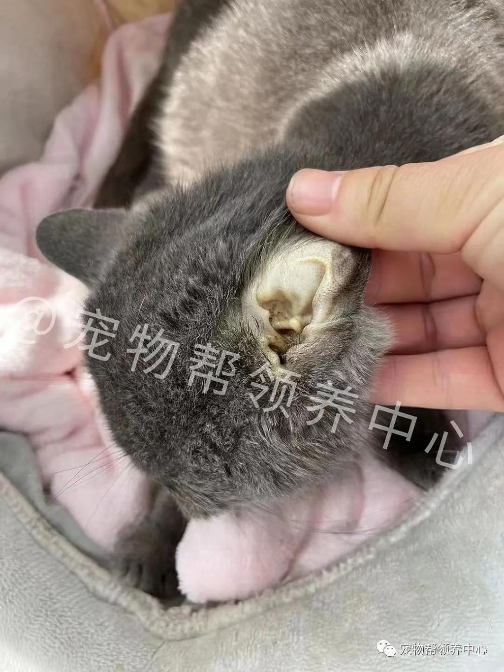 蓝猫被丢弃，无助趴在猫窝一天一夜，被救后看到它的状态惊了！ - 12