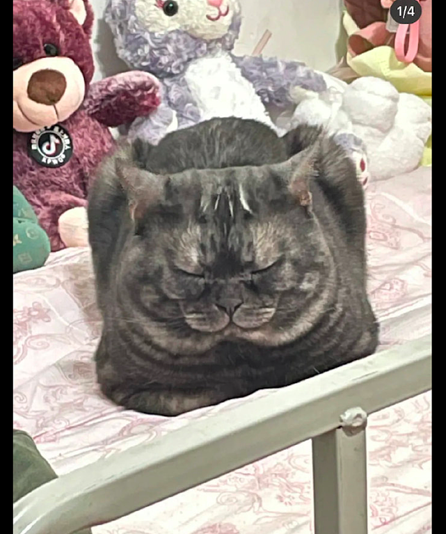 猫咪长得太胖了，趴在地上看起来像正方形，冰墩墩的亲戚方蹲蹲？ - 3