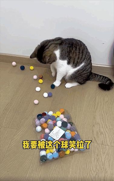 警惕！网红玩具球导致猫咪窒息死亡，铲屎官千万不要再买了！ - 12