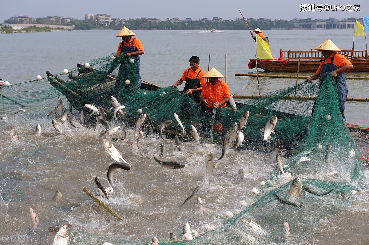 长江无鱼之困：再不保护“四大家鱼”基因库，中国人将无鱼可吃 - 6