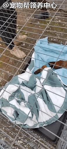 细犬被遗弃在人迹罕至的江边，濒死之际，他们紧急跨省救援！ - 17