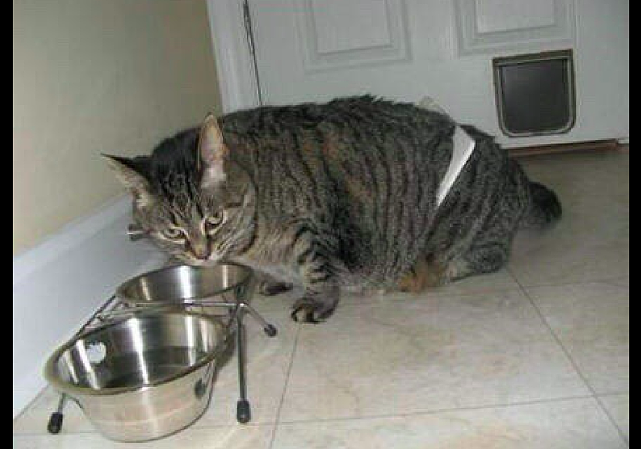猫咪吃得越来越胖，将为它开的猫门给撑下来了，真正的夺门而出！ - 2